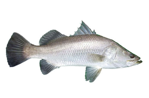 Barramundi