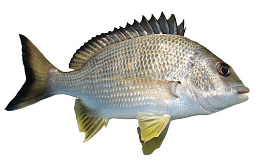 Bream