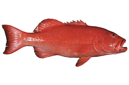 Coral Trout