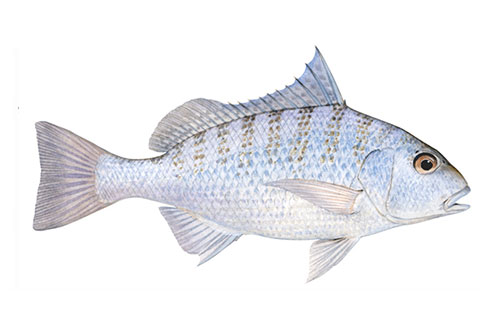 Grunter / Javelin Fish