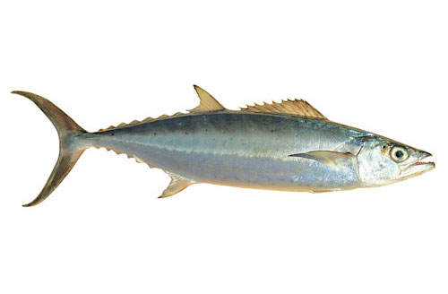 Mackerel (Other)