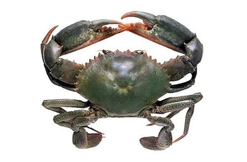 Mud Crab