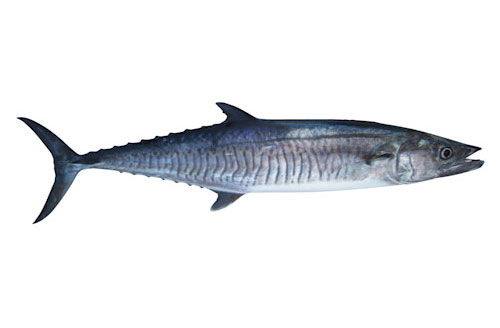 Spanish Mackerel