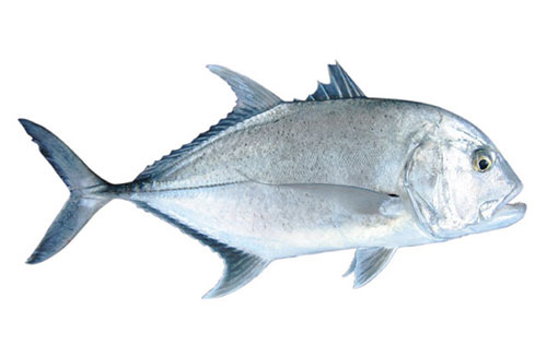 Trevally