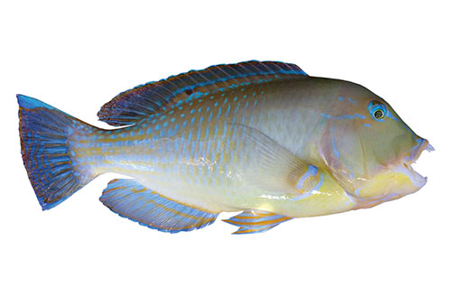 Blue Tusk Fish